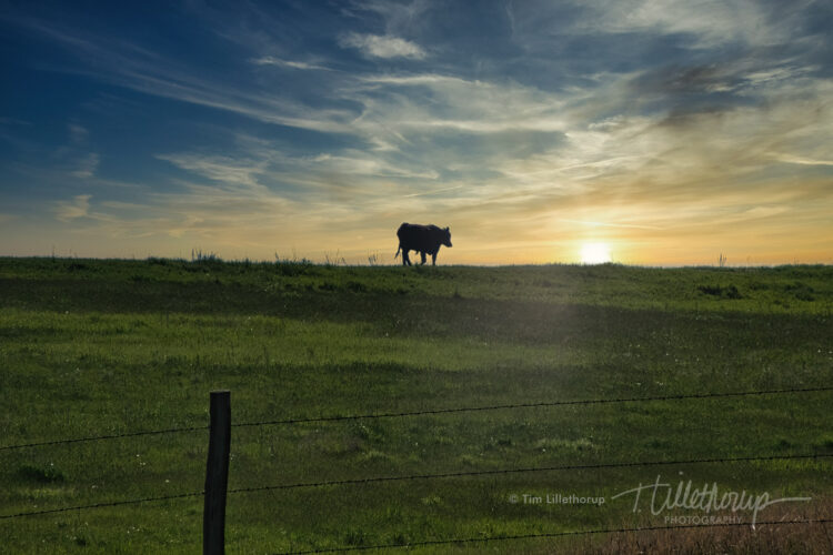 Fine art photography prints | Lone Cow in the Sun