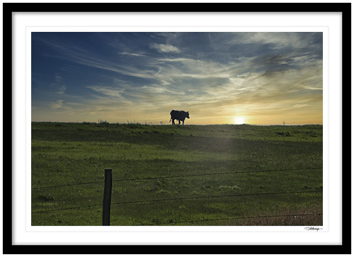 Fine art photography prints | Lone Cow in the Sun Framed Print