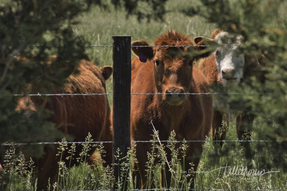Fine art photography prints | Curious Cows