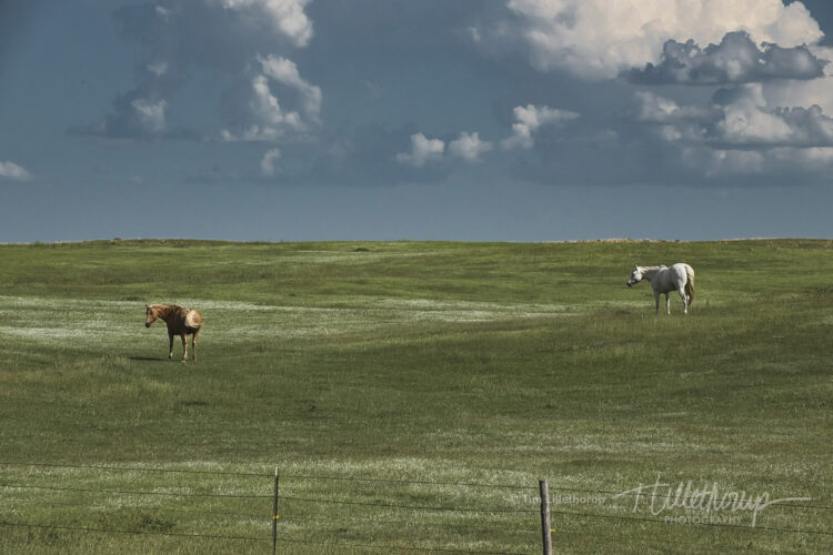 Fine art photography prints | Grazing Before the Storm
