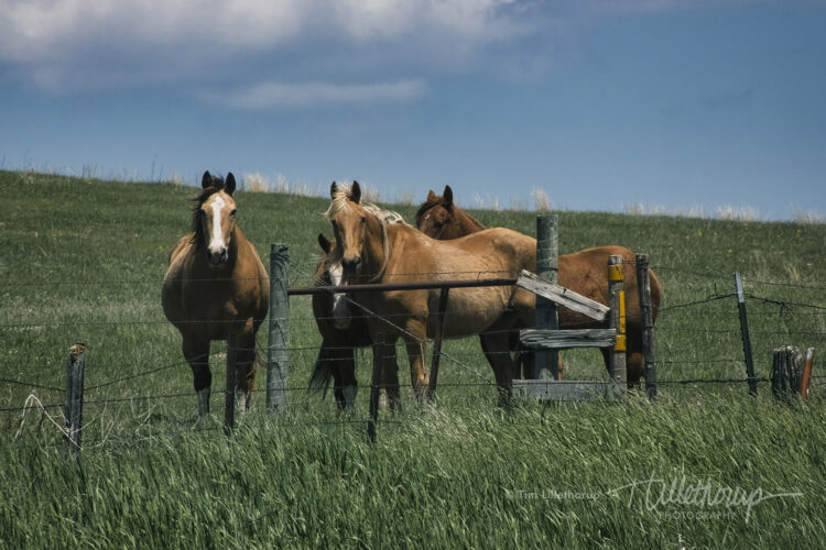 Fine art photography prints | Hillside Horses