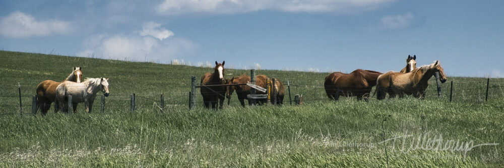 Fine art photography prints | Hillside Horse Panoramic