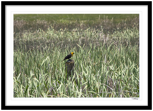 Fine art photography prints | Yellow Headed Blackbird Framed Print
