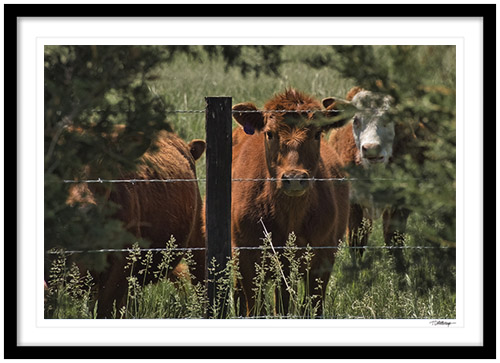 Fine art photography prints | Curious Cows Framed Print
