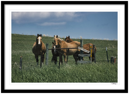 Fine art photography prints | Hillside Horses Framed Print
