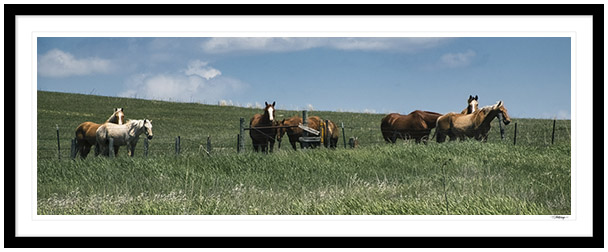 Fine art photography prints | Hillside Horses Panoramic Framed Print