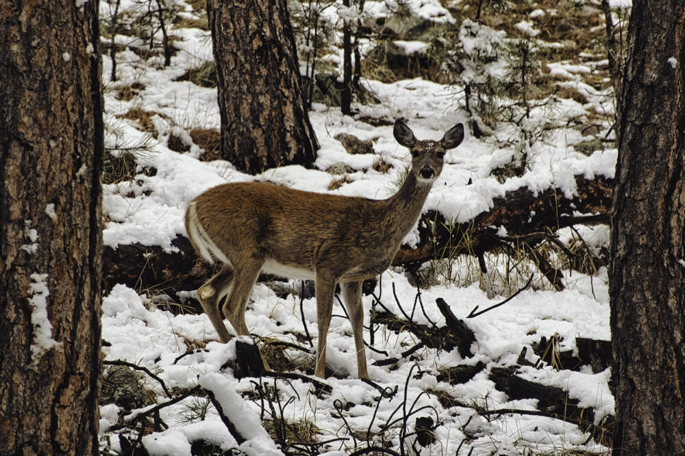 Fine art photography prints | Deer Looking at You