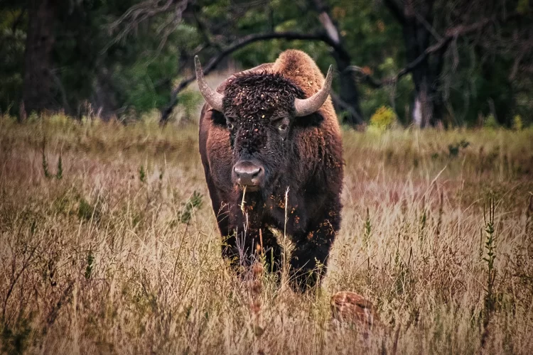Wildlife Photography Prints | American Bison Grazing at Dusk