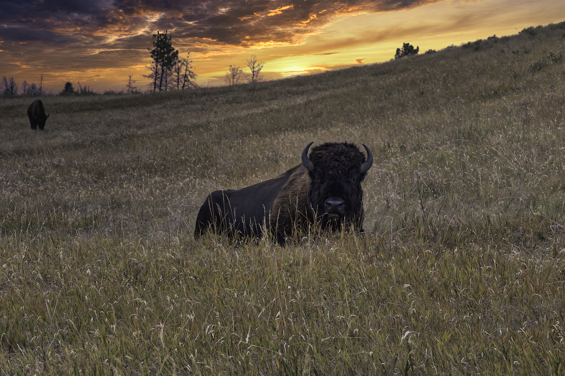 skat Tilsvarende svimmelhed Wildlife Photography Prints | Buffalo Resting at Sunset | Fine Art Photos