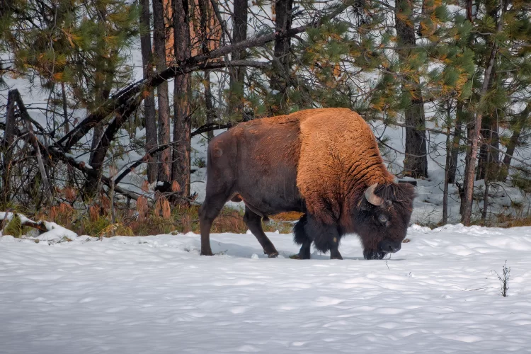 Wildlife Photography Prints | American Bison Grazing in Snow
