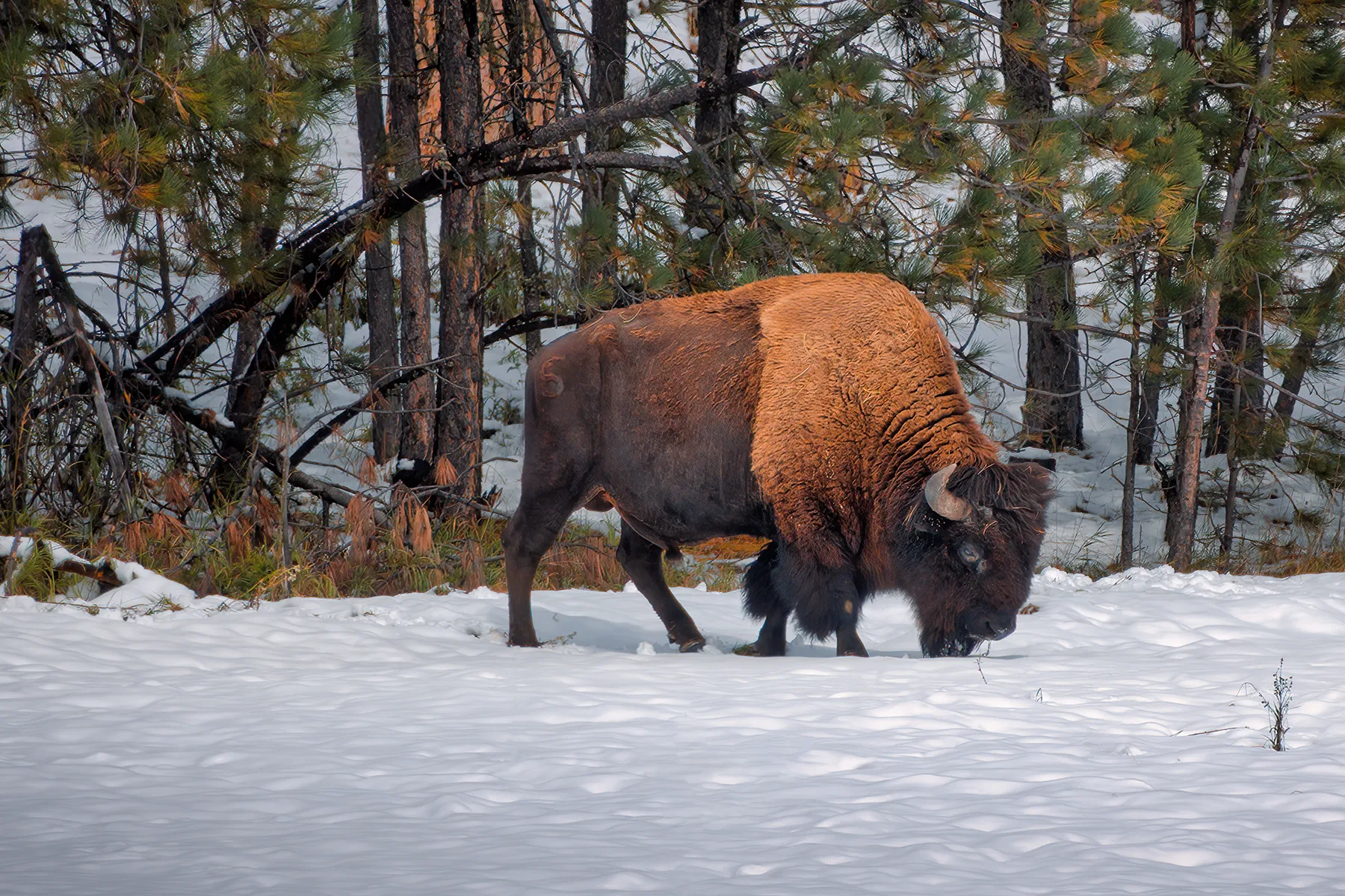 Wildlife Photography Prints | American Bison Grazing in Snow