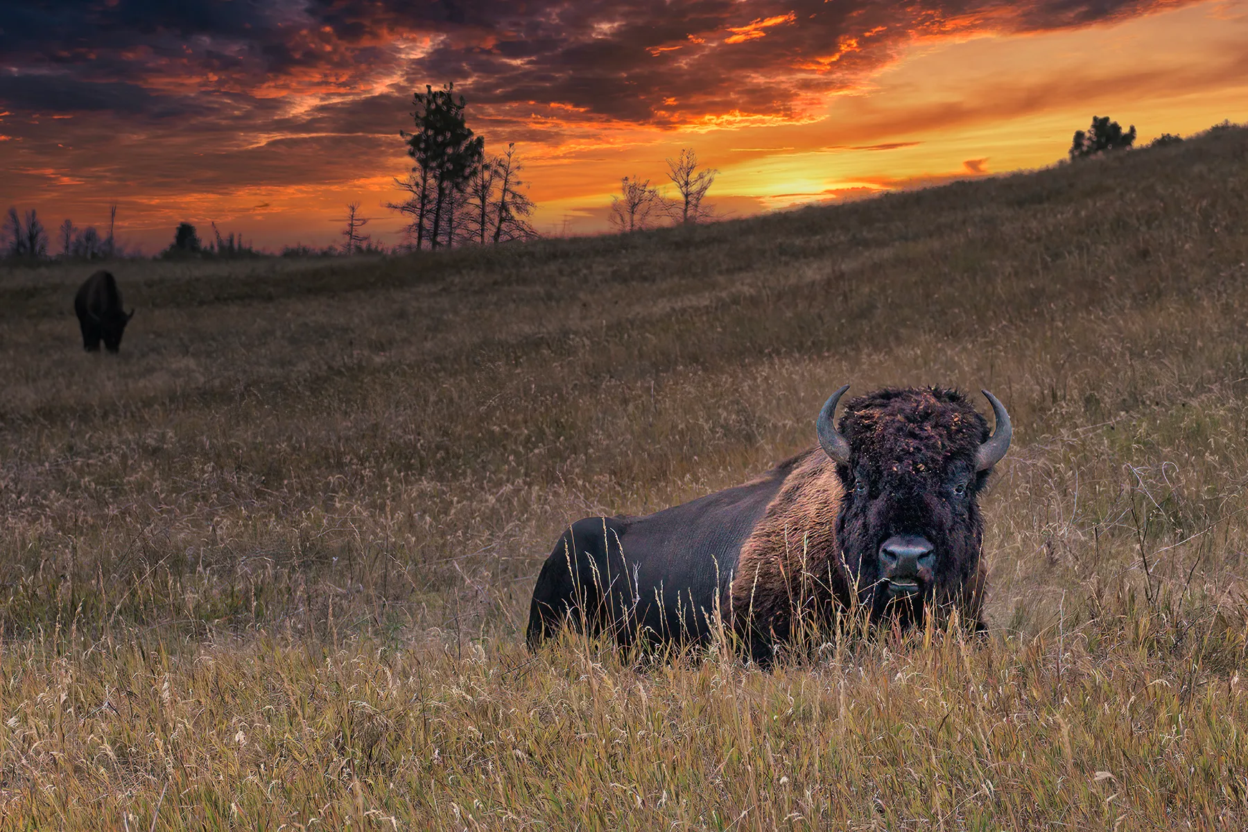 Wildlife Photography Prints | American Bison Resting at Sunset