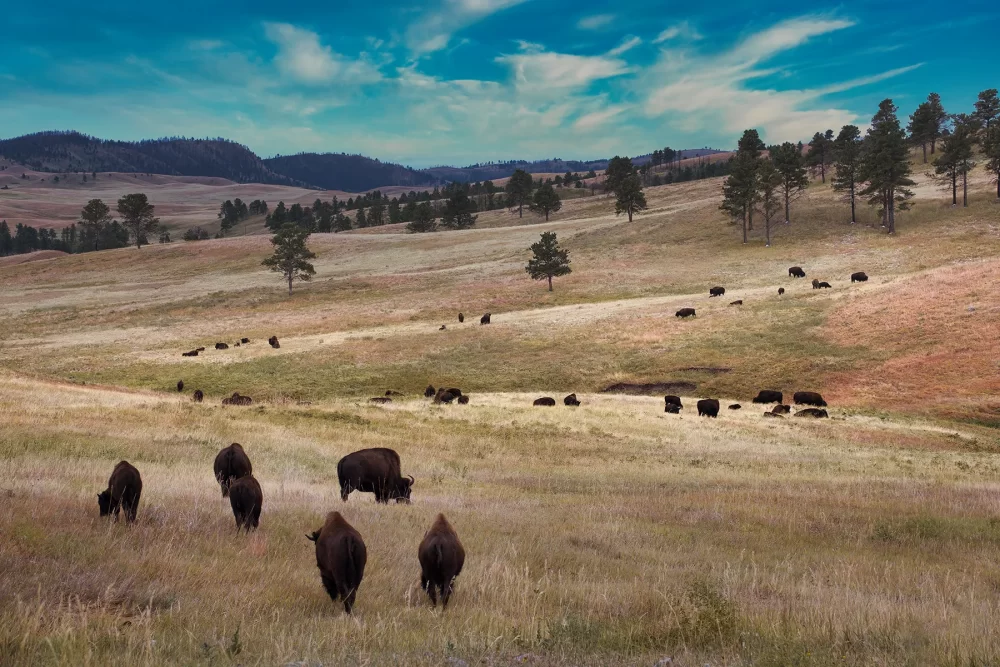 Wildlife Photography Prints | American Bison Valley | Fine Art Photo