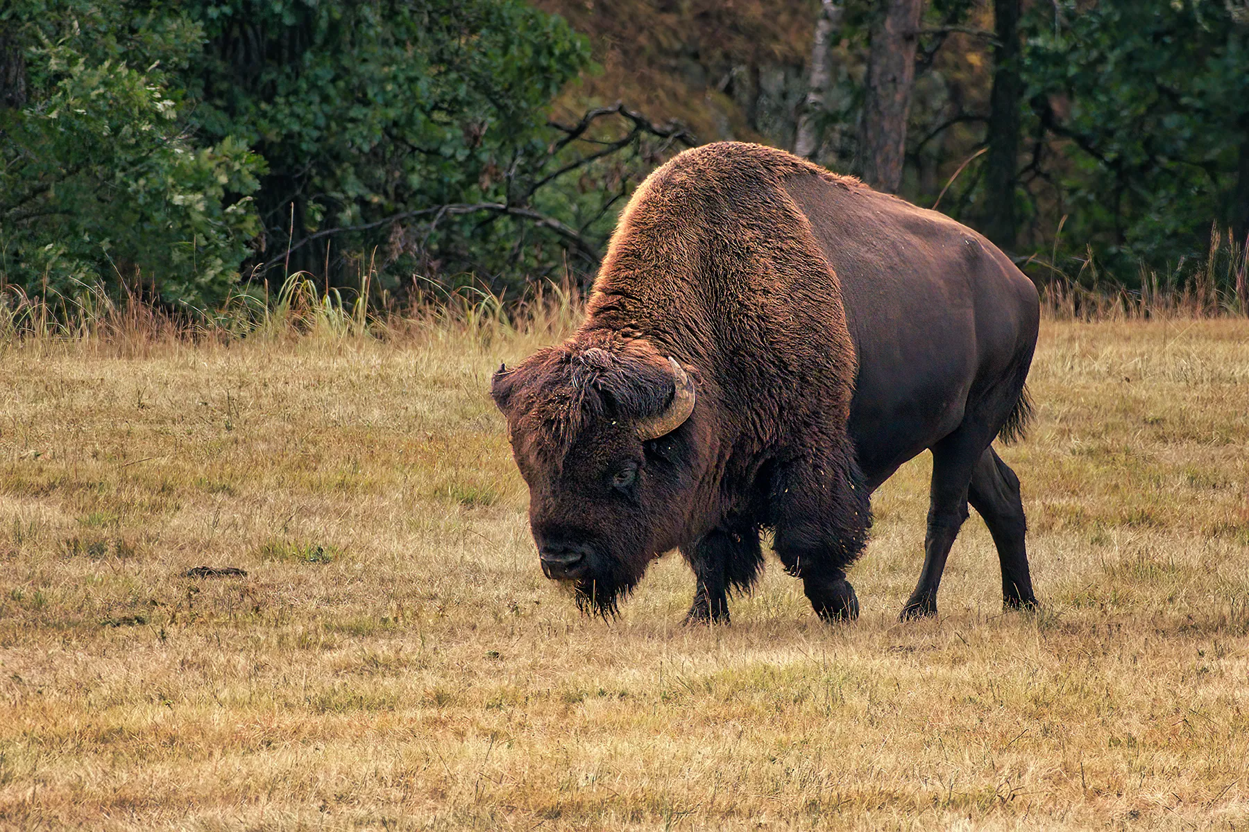 Wildlife Photography Prints | Handsome Bearded Bison